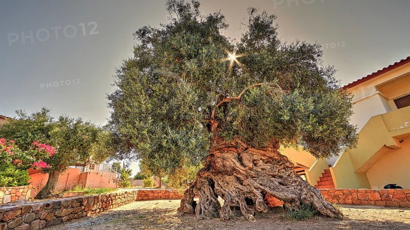 Oldest olive tree in the world?
