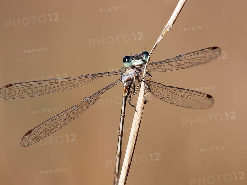 Emerald damselfly