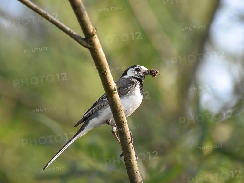 A white wagtail