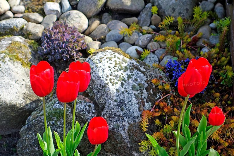Red tulips