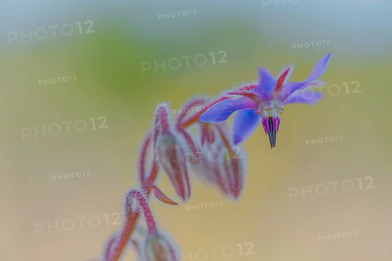 Borage