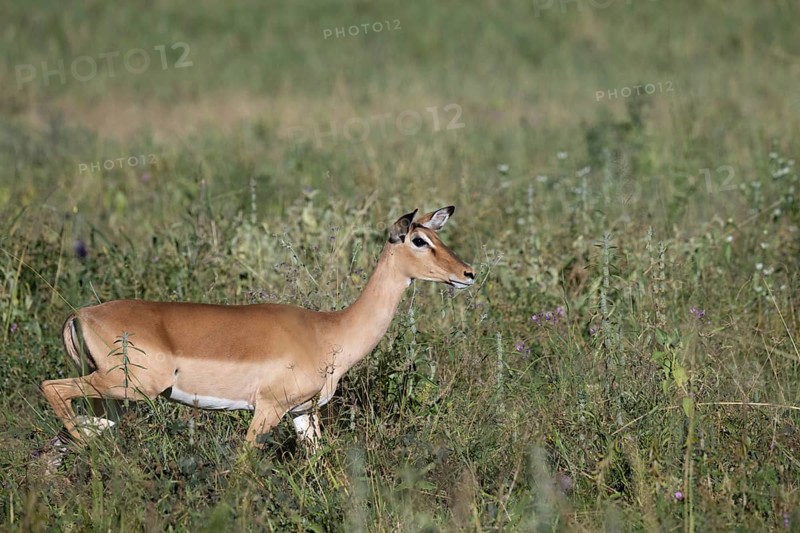 Black heeled antelope