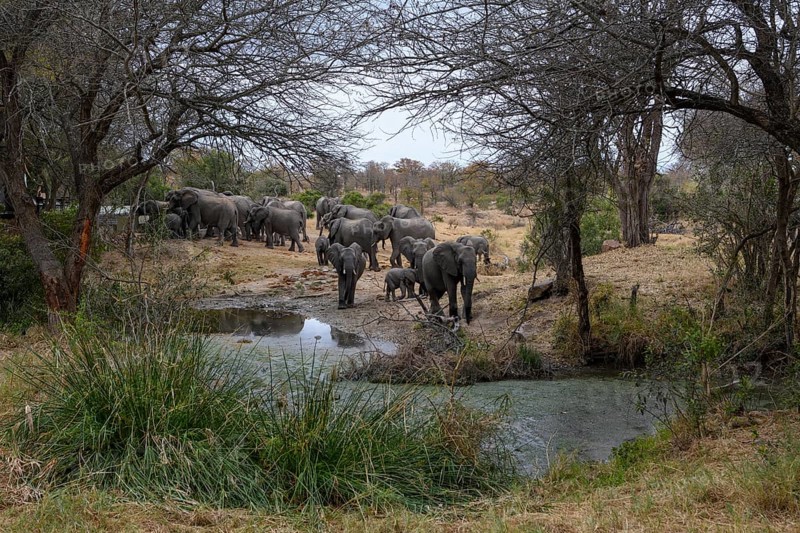 African elephants
