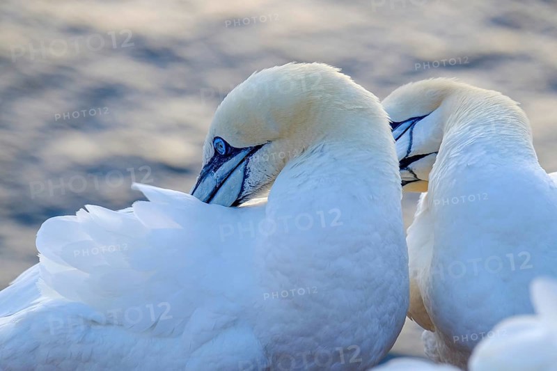 Pair of northern gannet