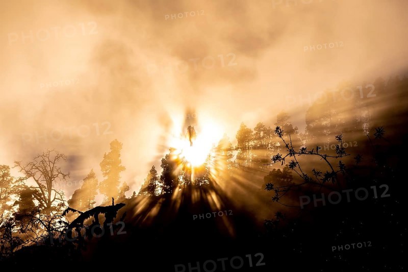 Orange sunset in a misty forest with the sun behind the nuts. Pines of the Island of La Palma