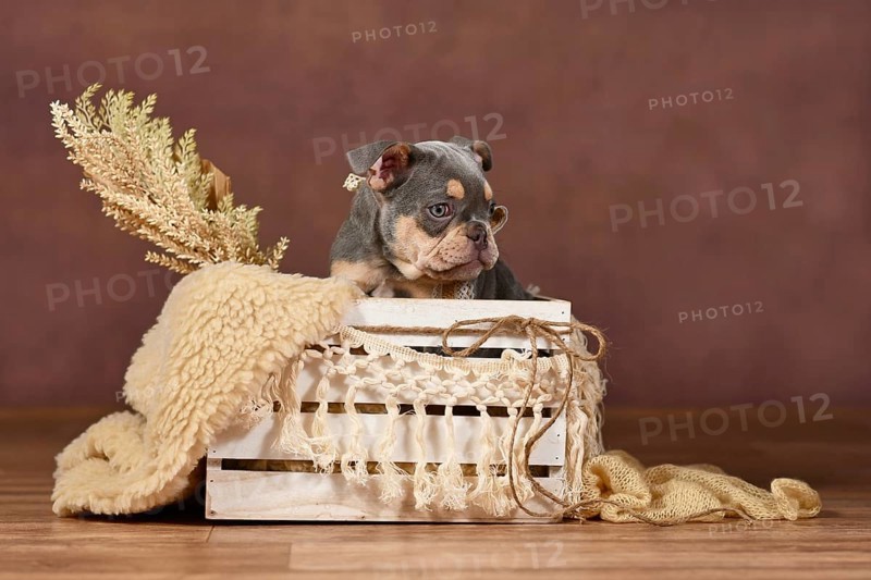 Lilac Tan French Bulldog puppy in box with boho decor in front of brown background