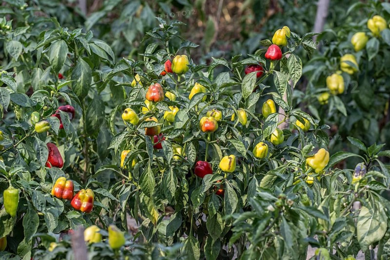 Sweet pepper