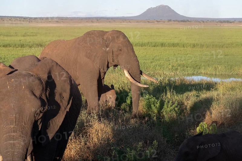 African elephant