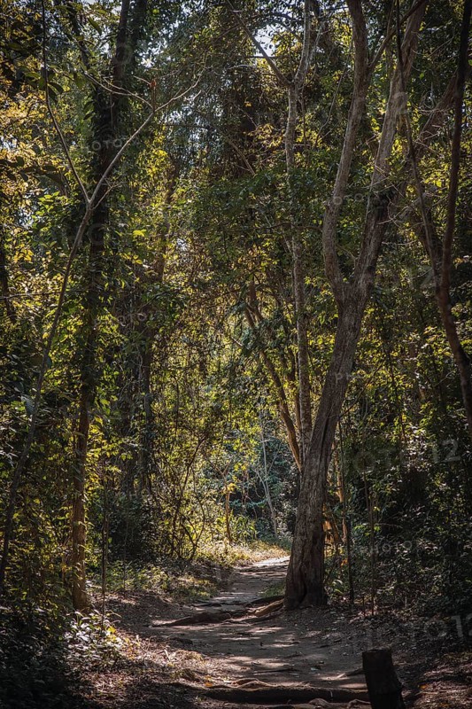A beautiful path in the forest of the temples of Copan Ruinas. Honduras