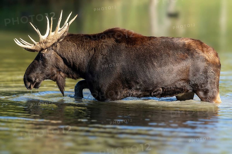 European elk
