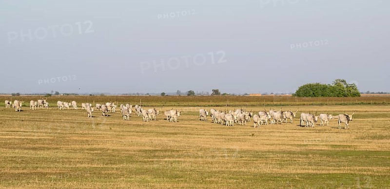 Hungarian steppe cattle