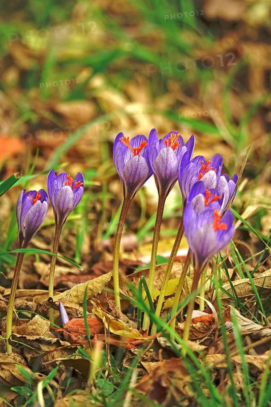 Autumn crocus