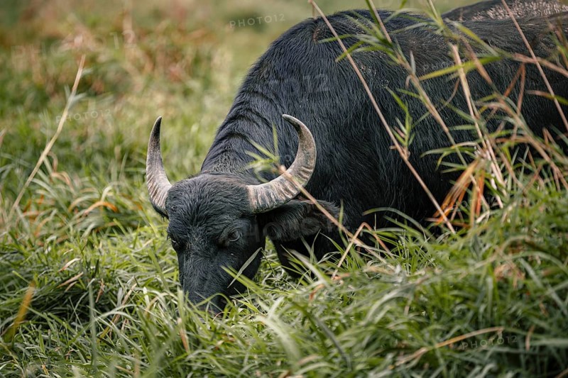 Grazing water buffalo