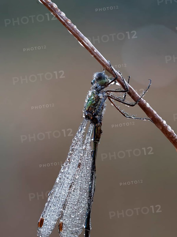 Emerald damselfly