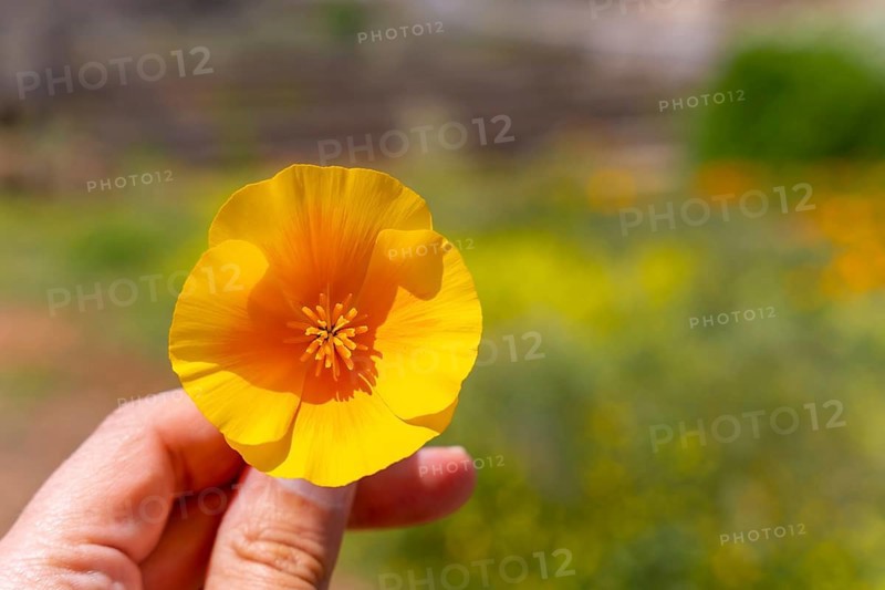 Detail of the orange flowers in the village of Vilaflor in the Teide Natural Park of Tenerife