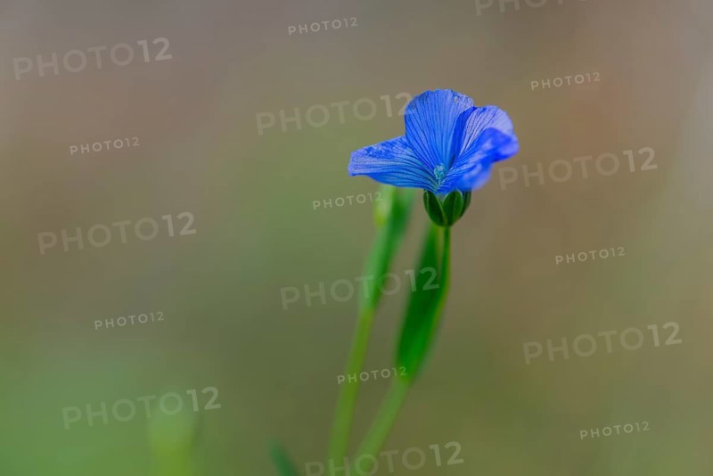 Common flax