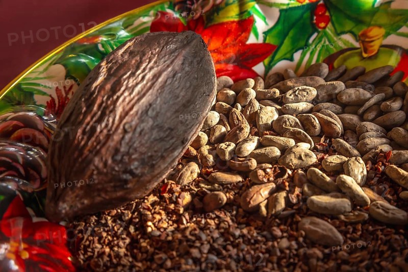 Detail of dry chocolate cocoa and its fruit on a plate on Roatan Island. Honduras