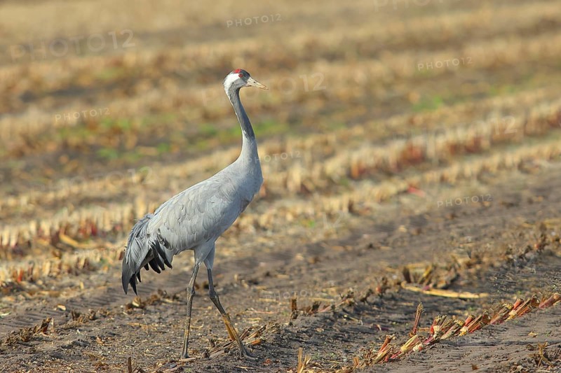 Crane