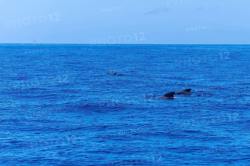 A pod of Calderon Tropical whales the smallest whale in the world off the Costa de Adeje in the south of Tenerife Canary Islands
