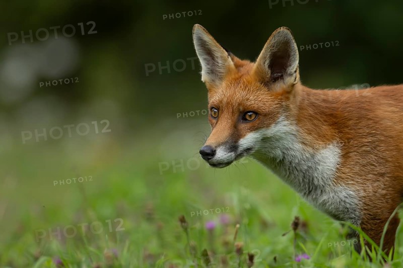 Red fox