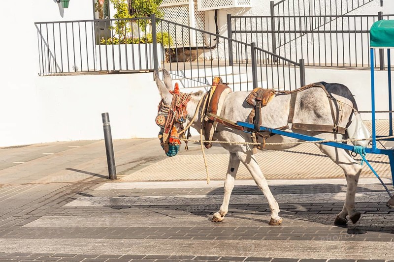 Donkey carriage in the municipality of Mijas in Malaga. Andalusia