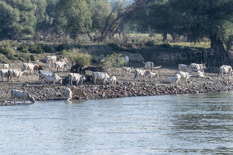 Hungarian steppe cattle