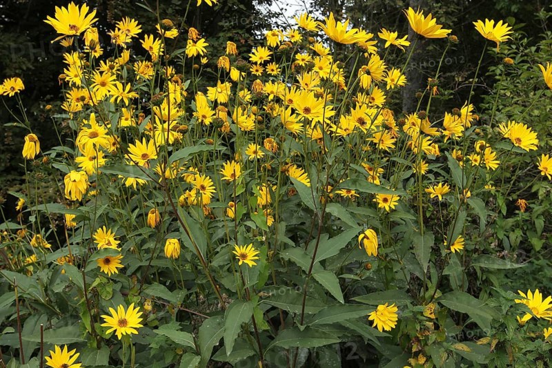 Cup plant
