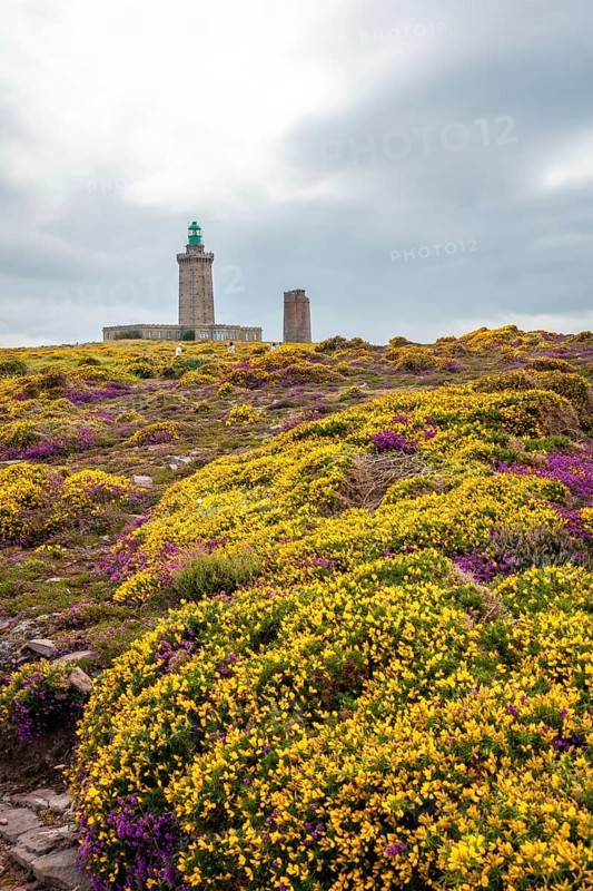 Yellow and pink flowers in summer in Phare Du Cap Frehel is a maritime lighthouse in Cotes-dÂ´Armor France . At the tip of Cap Frehel