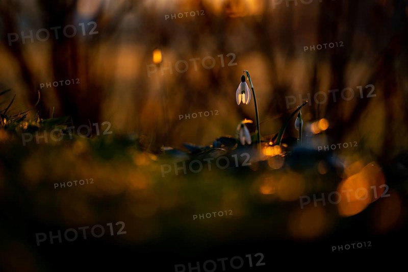 Common snowdrop