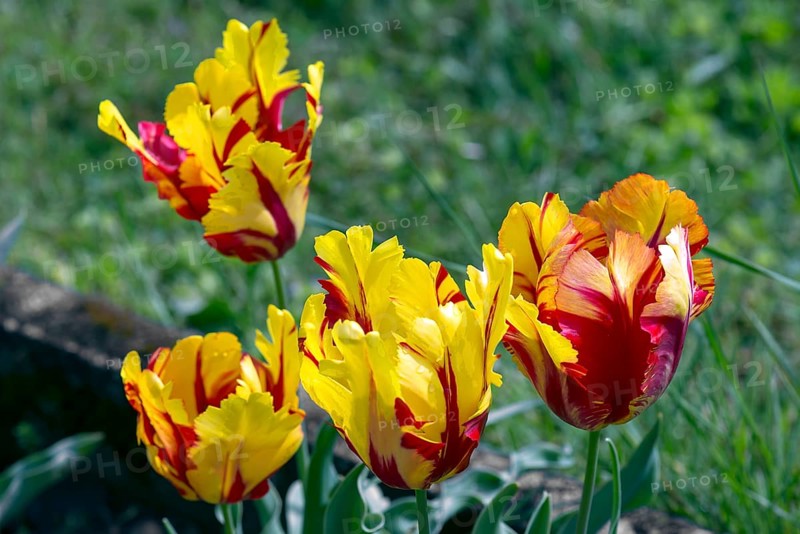 Parrot tulips