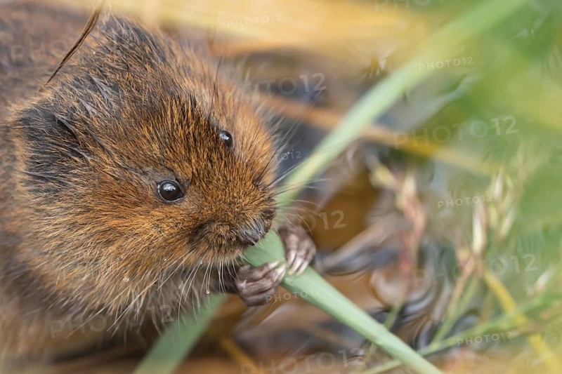 Water vole