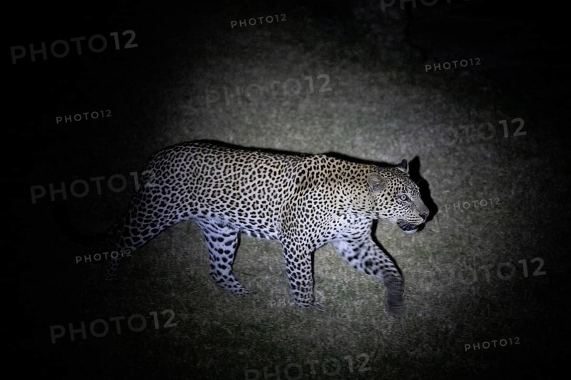 Leopard