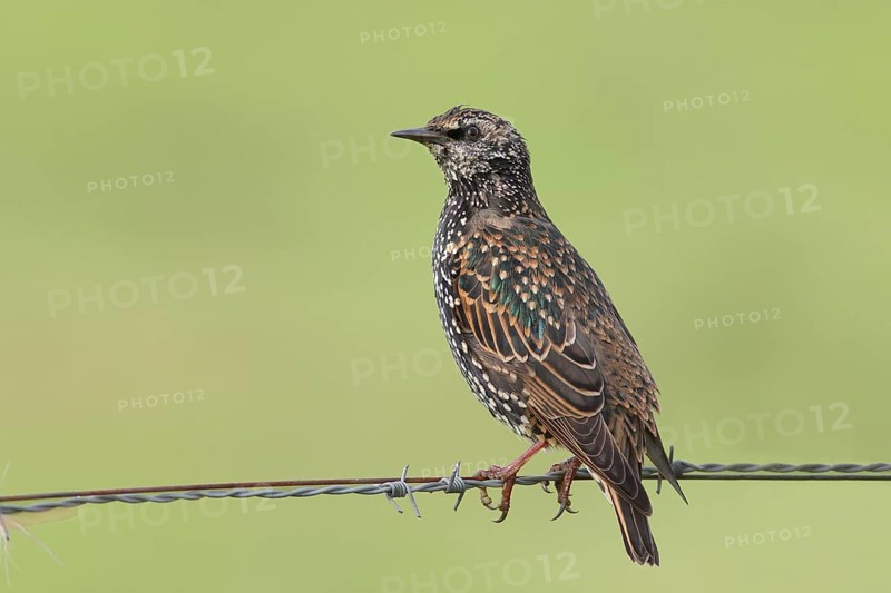 Starling