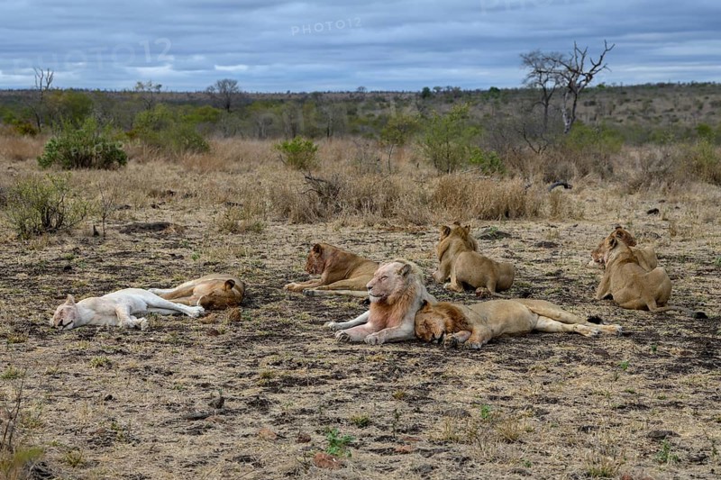 Lions