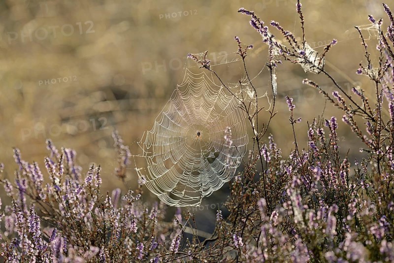 Heathland