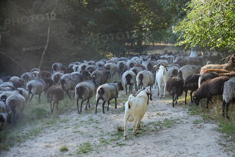 Heidschnucken and Boer goats