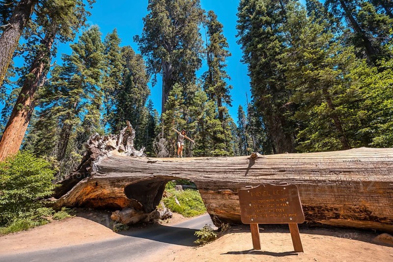 A woman in Sequoia National Park