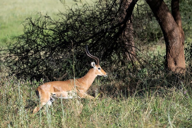 Black heeled antelope