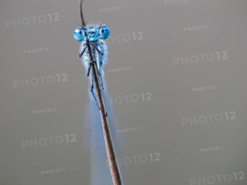 Common blue damselfly