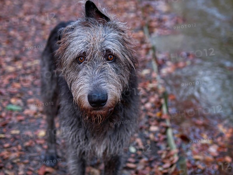 Irish Wolfhound