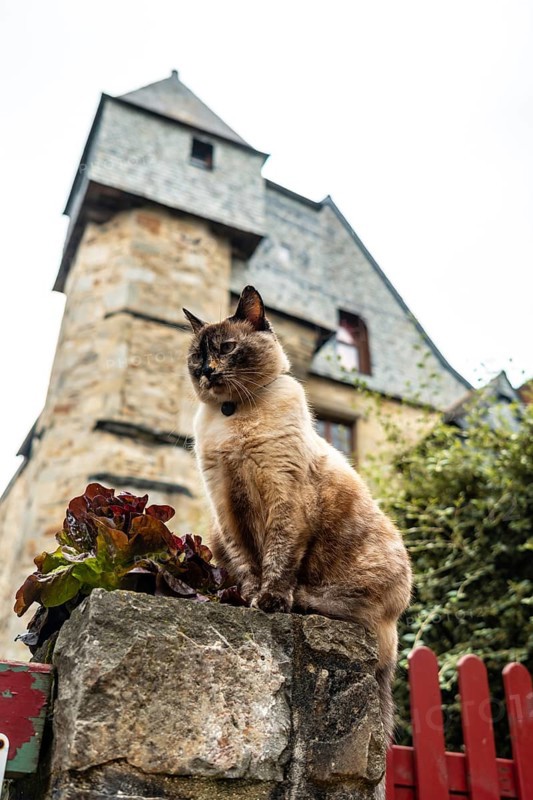 A cat in the medieval streets of Vitre. Ille-et-Vilaine department