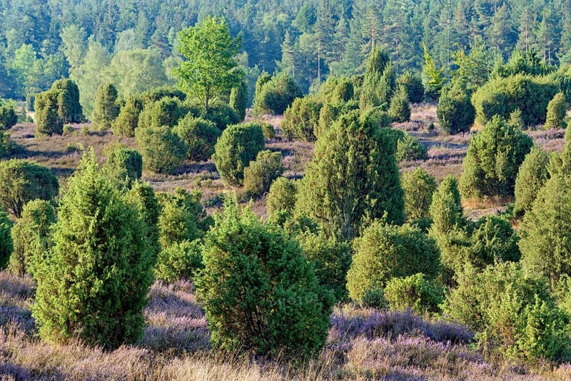 Heathland