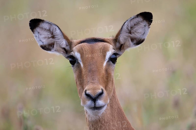 Black heeled antelope