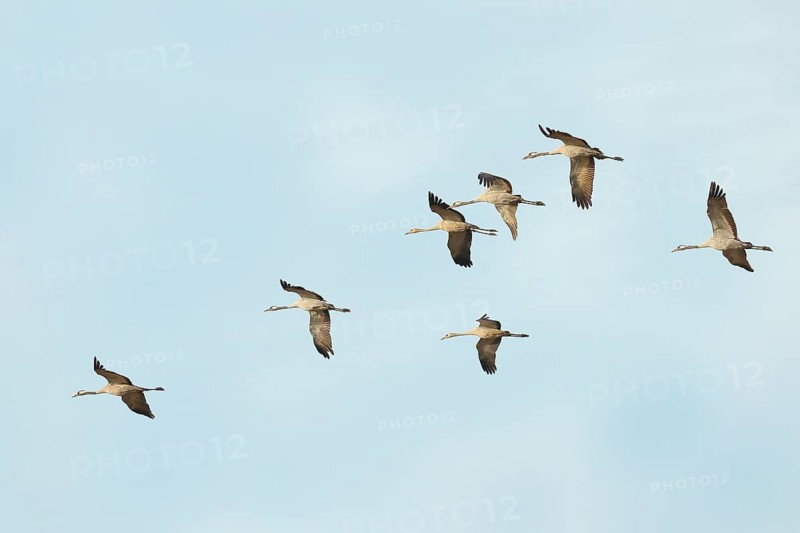 Crane