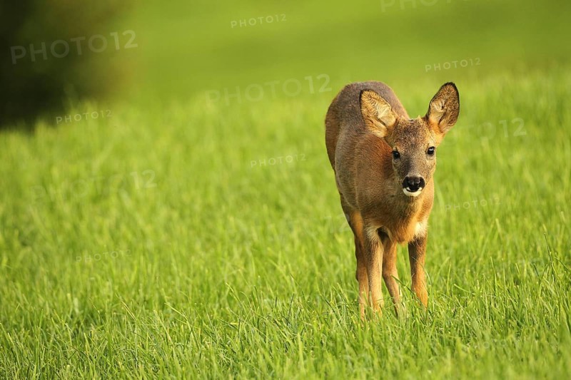Roe deer