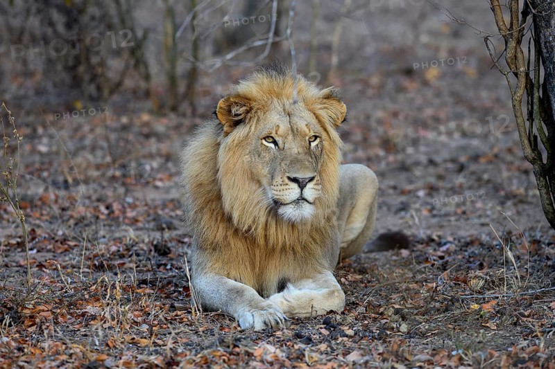 Young lion