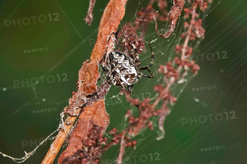 European garden spider