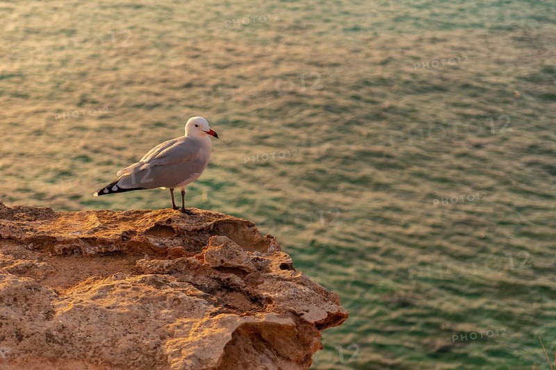 A seagull at sunset in Cala Comte beach on the island of Ibiza. Balearic