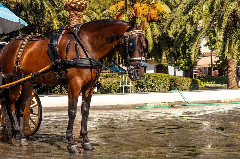 Horse-drawn carriages in the municipality of Mijas in Malaga. Andalusia