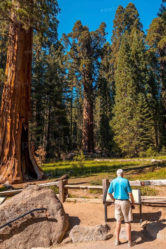 An older man looking at the General Grant Tree in Sequoia National Park